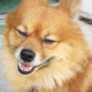 Meet your Posher, Phebe